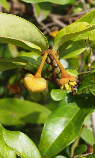 นมแมว  Uvaria siamensis (Scheff.)L.L.Zhou,Y.C.F.Su. & R.M.K.Saunders <br/>Annonaceae